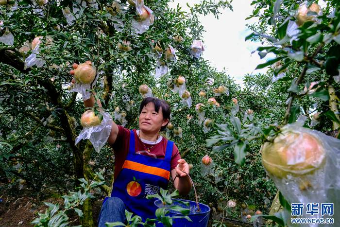 采收石榴（10月3日摄）。新华网发（张洪科 摄）
