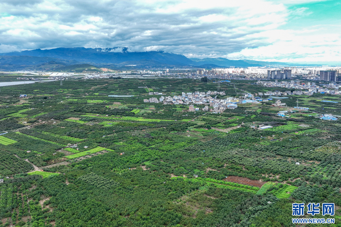 位于蒙自市城郊的万亩石榴园（10月3日摄）。新华网发（张洪科 摄）