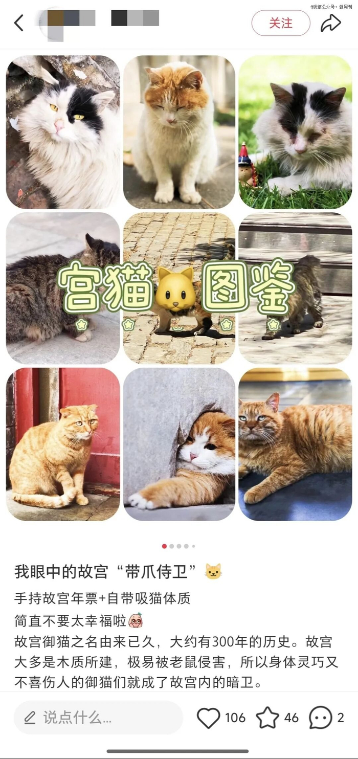 200余只宫猫承担守卫故宫的重任，既是“暗卫”，亦是颜值担当。（图/社交媒体截图）