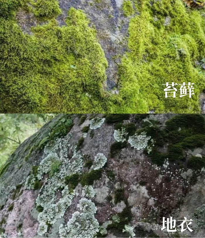 苔藓和地衣的图片对比