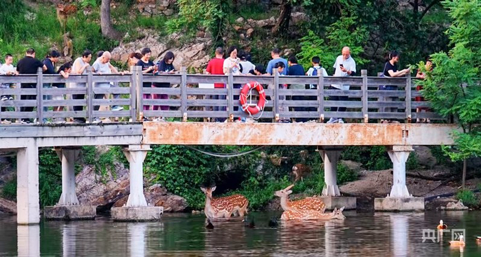 游客观赏梅花鹿（央广网发 马天旭 摄）
