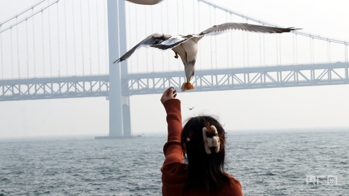 星海广场海鸥飞舞，引众多游客打卡喂鸥（央广网记者 刘培俊 摄）