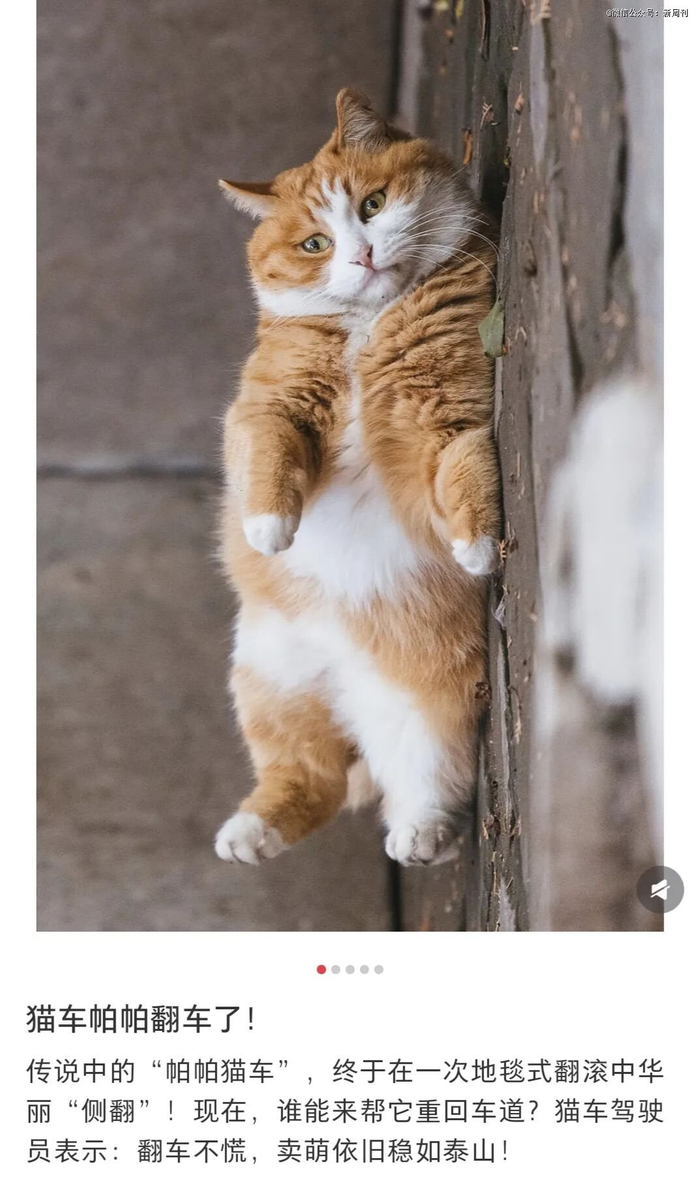 故宫“猫霸”帕帕翻车后一脸“无辜”，侧翻卖萌。（图/社交媒体截图）