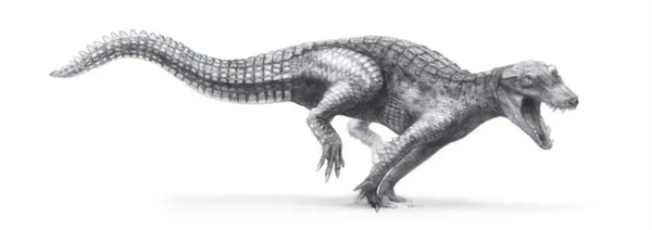 △ 已灭绝的、奔跑的 阿拉利坡鳄