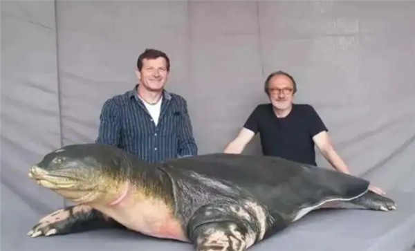 △ 这么大的斑鳖