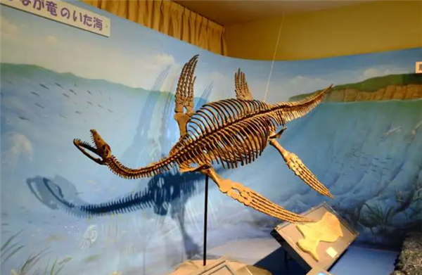 △ 蛇颈龙和现代的大鳖还是很像的