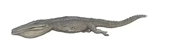 △ 已灭绝的、滤食性莫拉氏鳄，能占到10米以上