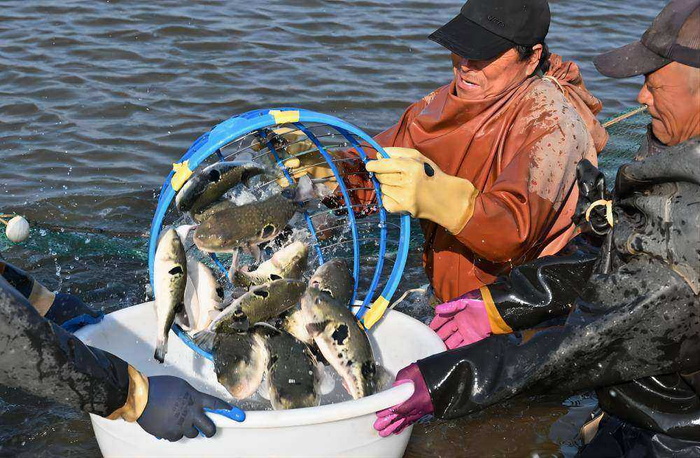 唐山市曹妃甸区一家河豚养殖合作社的社员在捕捞河豚。（资料片）新华社记者杨世尧摄