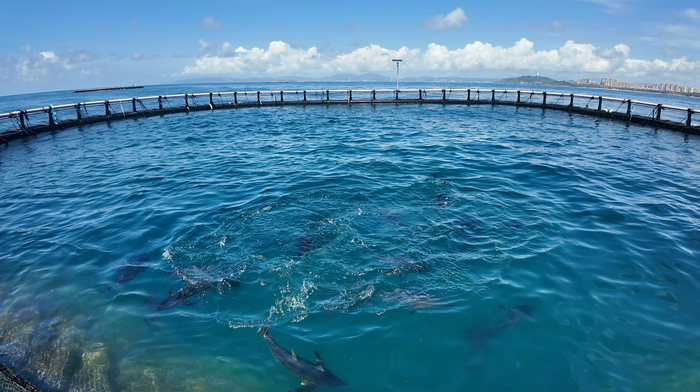 “智”繪新豐景｜研產(chǎn)融合讓黃鰭金槍魚“游”上百姓餐桌