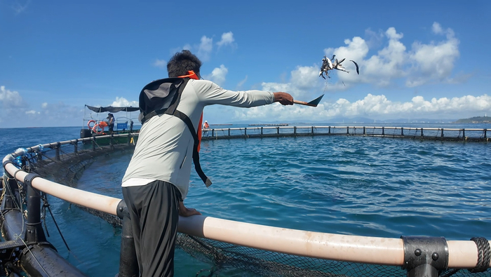 工作人員給黃鰭金槍魚(yú)喂食（央廣網(wǎng)記者 蔡文娟 攝）