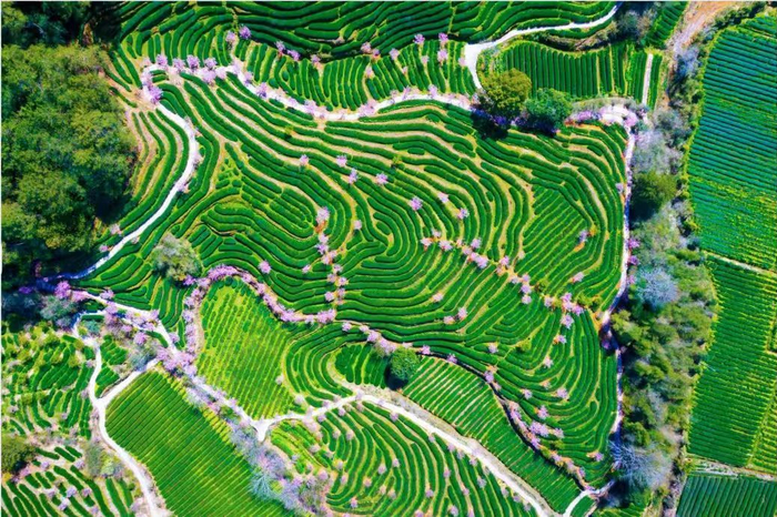 武夷山星村镇燕子窠生态茶园