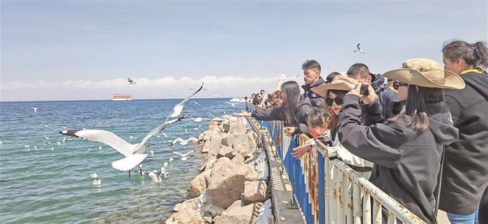 青海湖二郎剑景区，游客在湖边拍摄水鸟。西海新闻记者 吴梦婷 摄