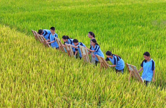 学生正在稻田写生，描绘秋日田园“丰”景，尽享户外大课间的乐趣。通讯员 邓和平 摄