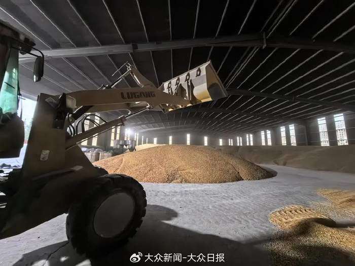 济南市济阳区永盛家庭农场进行脱粒烘干作业。