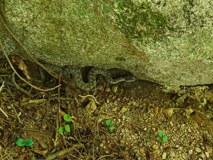 青岛地区常见蝮蛇，资料图片