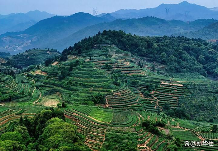 这是安溪县西坪镇的铁观音生态茶山（2024年5月9日摄，无人机照片）。新华社记者 魏培全 摄