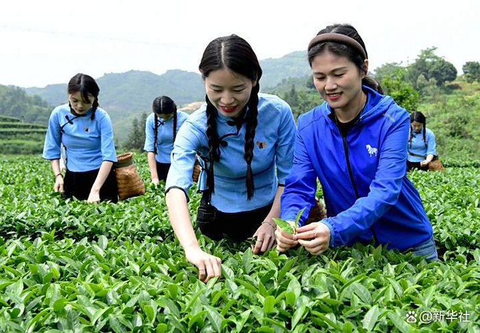 在安溪县西坪镇珠洋村八马红星茶场，工作人员在采摘茶叶（2024年5月9日摄）。新华社记者 魏培全 摄