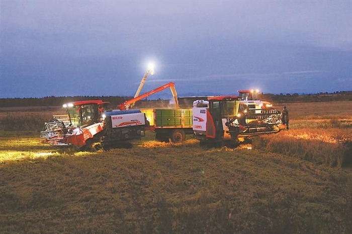 加班加点抢收。郝玉瑞 崔杰摄