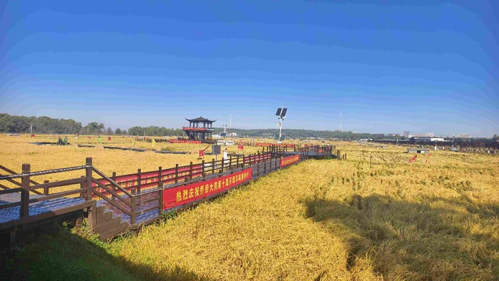 即将收割的水稻