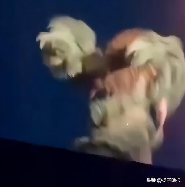 视频截图