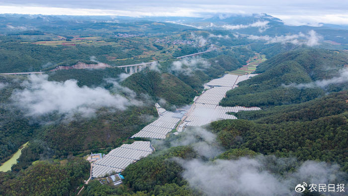 ​红河州弥勒市爱莓庄西三农场。周杰摄