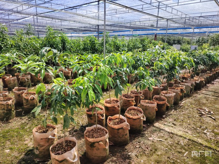 苗圃内的种苗（央广网记者  付美斌  摄）
