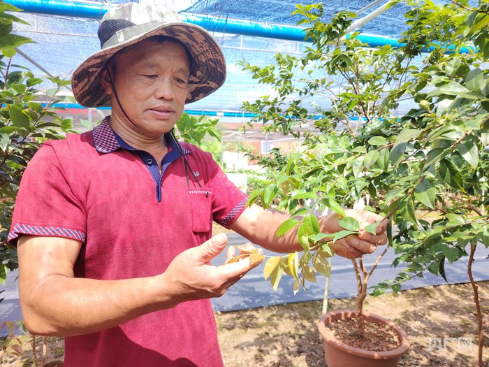 苗农蒋星辉在检查苗木叶片生长情况（央广网记者  付美斌  摄）