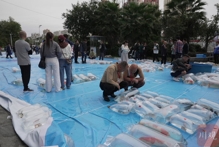 专业评委们正在对参赛锦鲤进行评比打分