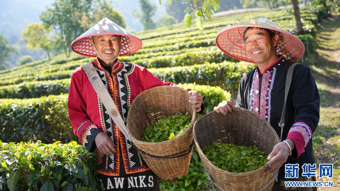 镇沅彝族哈尼族拉祜族自治县五一茶庄园的茶园里，茶农展示刚刚采摘的茶叶（3月26日摄）。新华网发（王杨静 摄）