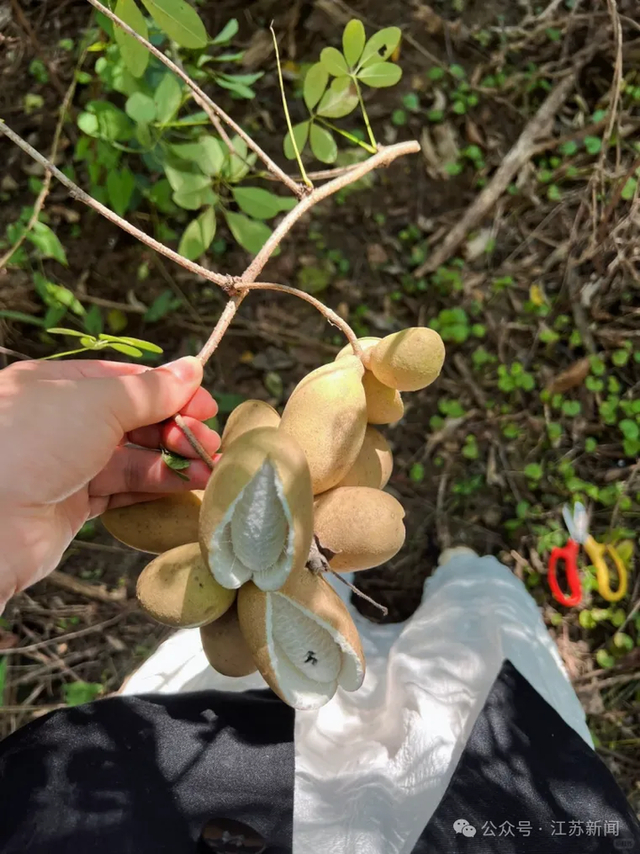 一口尝遍“香蕉+芒果”