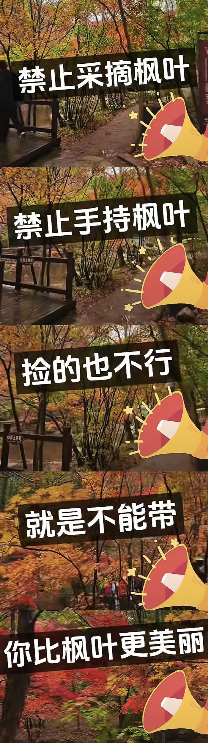 网友发布的视频截图