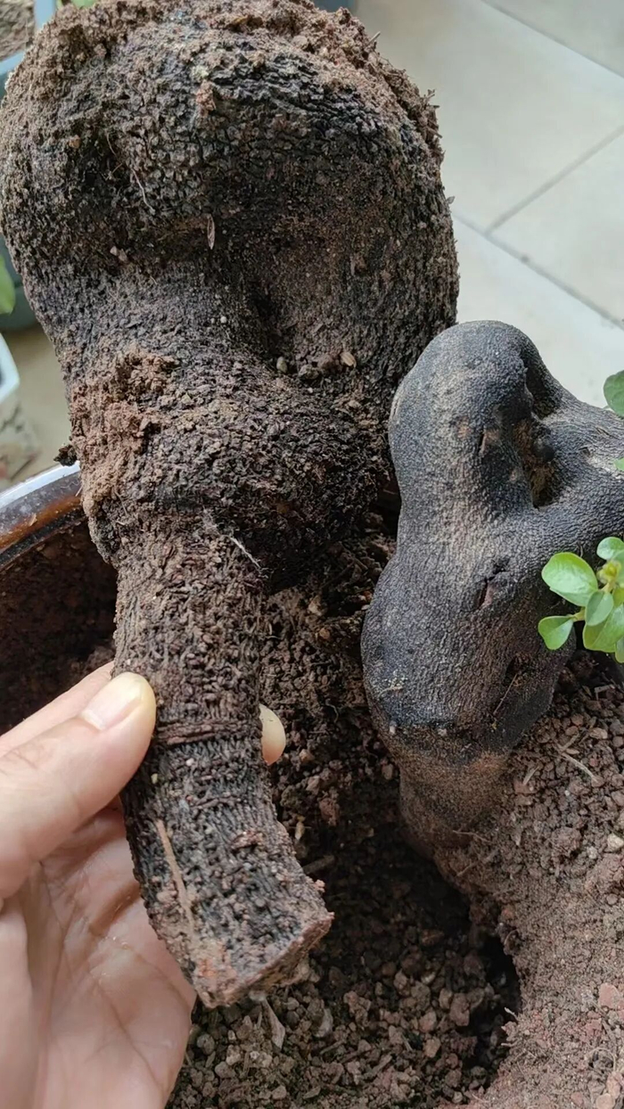 消费者收到的所谓“金弹子”盆栽植物/消保委供图