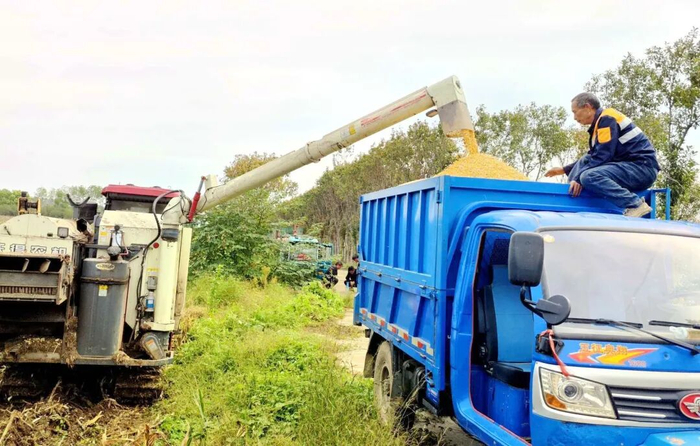 10月13日，建安区许由街道谷徐王社区种粮大户王德亮趁晴好天气，组织履带式收割机抢收玉米。签约摄影师 丁国民 摄
