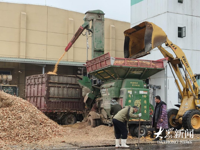 在禹城麦香公社共享粮仓，农户与工作人员正在给玉米脱粒入库。