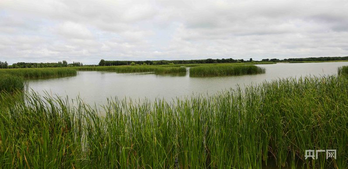 水草丰美的向海湿地（央广网记者  魏全民  摄）
