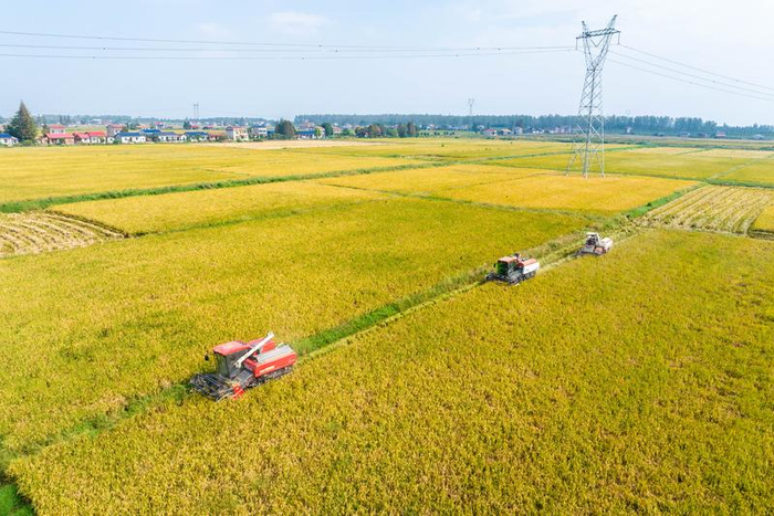 　　2025年10月15日，在湖南省南县南洲镇育才村，农机手驾驶收割机进行水稻收获作业（无人机照片）。新华社记者 陈思汗 摄