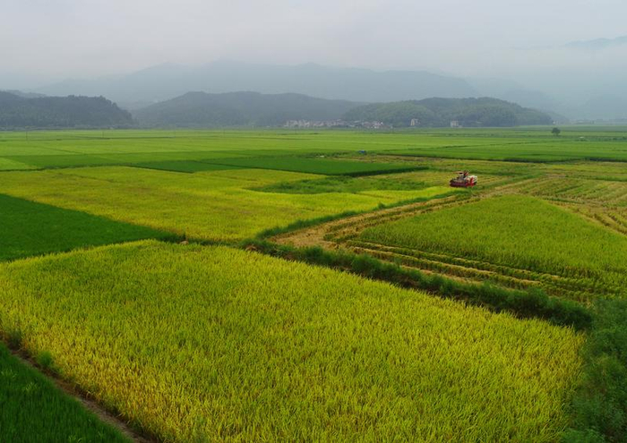 　　2025年8月31日，在福建省南平市浦城县仙阳镇，村民驾驶收割机在田间作业（无人机照片）。新华社发（黄杰敏摄）