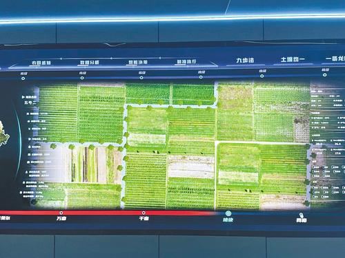 　　2024年6月26日，中国科学院雄安创新研究院“伏羲农场”数据指挥中心展示的作物信息图。河北日报记者魏雨 摄