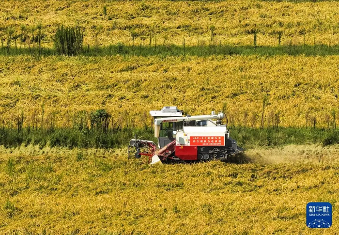 2025年8月22日，农民驾驶收割机在江苏省句容市天王镇戴庄村收割水稻（无人机照片）。新华社发（钟学满 摄）
