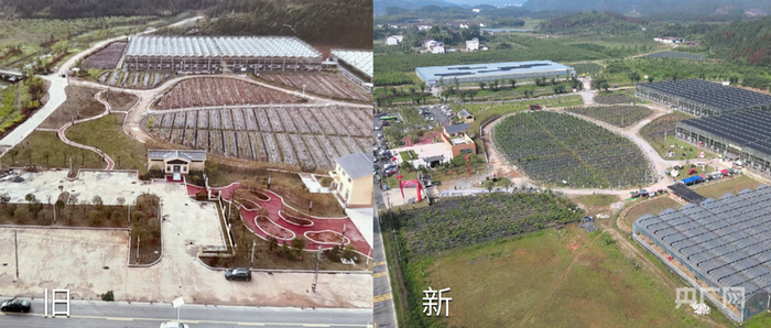 航拍樱乐源基地的新旧对比图，左图拍摄于2020年，右图拍摄于2025年（央广网发  肖江峰  制作）