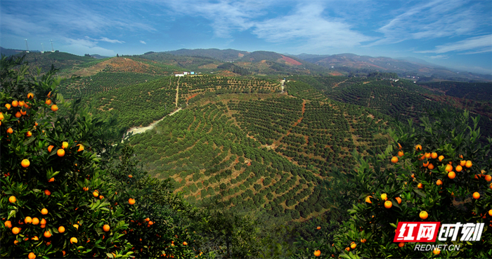 永兴县冰糖橙基地硕果累累。