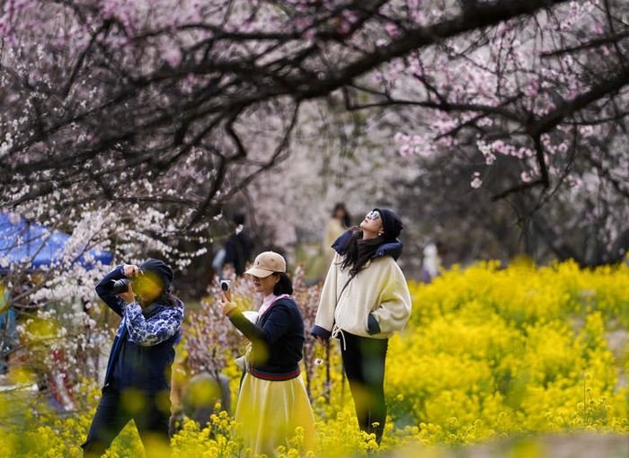 2025年4月2日，游客在西藏林芝市巴宜区嘎拉村赏桃花。新华社记者 晋美多吉 摄