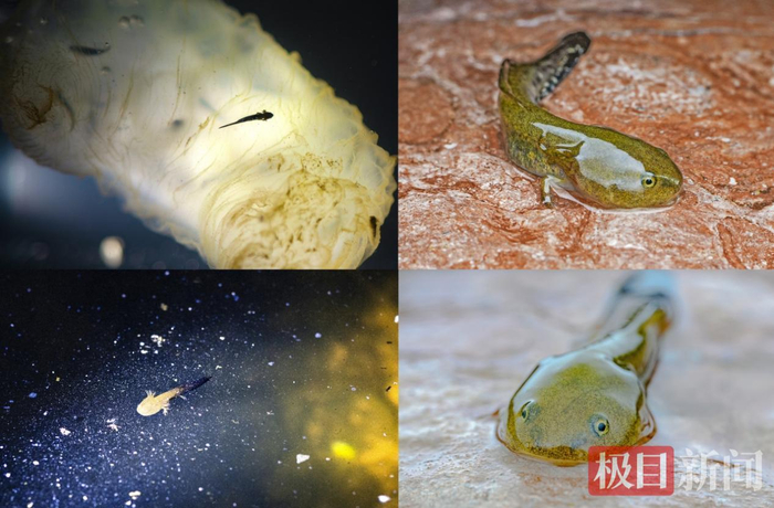 中国小鲵生长全过程