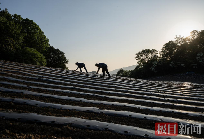 夫妇在夕阳下劳作