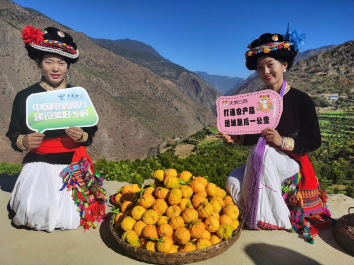 中国电信天虎云商作为助农电商平台,通过直播的方式宣传四川木里的皱皮柑产业 中国电信供图