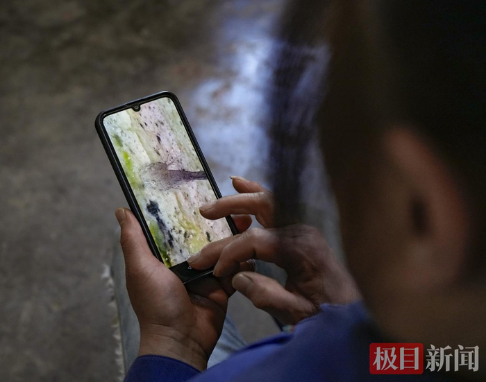 林大赤查看自己拍摄的中国小鲵影像