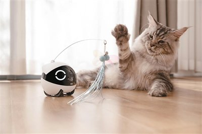 宠物猫和Enabot宠物陪伴机器人互动。