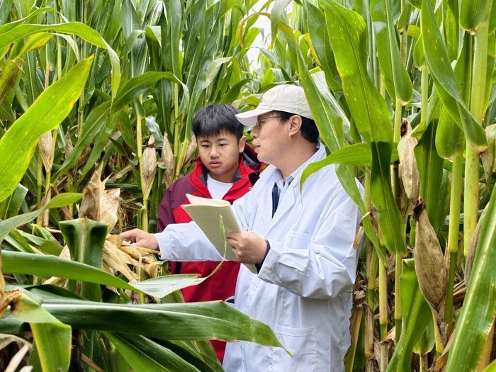 10月16日，曲周县“绿色吨半粮”示范方测产现场。中国农业大学供图