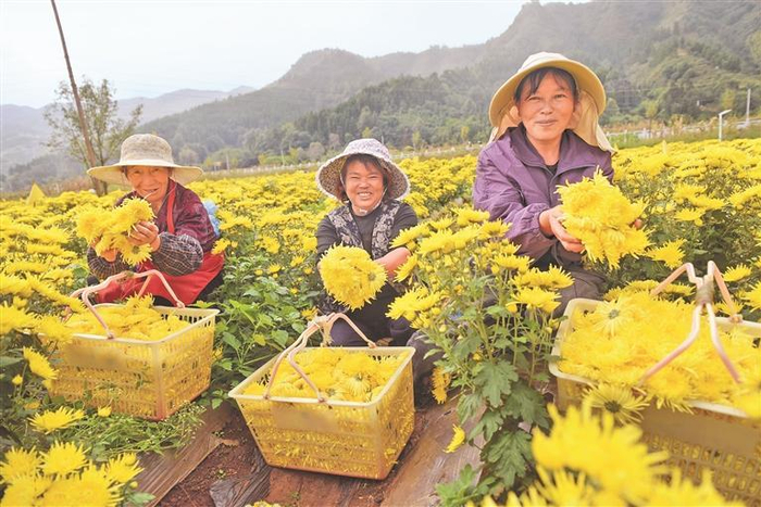 10月16日，六盘水市钟山区大湾镇村集体产业凤凰菊进入采摘期，务工村民正拿着篮子穿梭其中采收凤凰菊。  黄庆松 摄