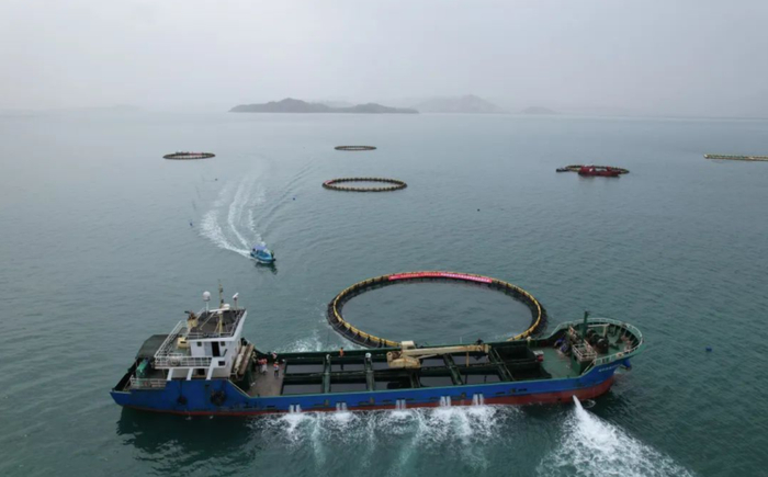 华润零碳现代化海洋牧场鱼苗投放仪式